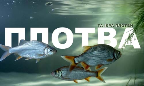 Купити ікру плотви фото